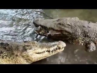 Подборка боев гребнистых крокодилов