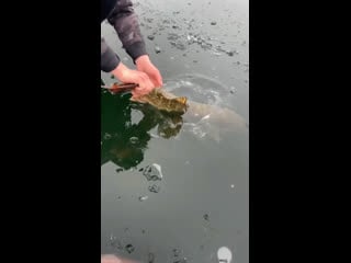 Отпустили мамку