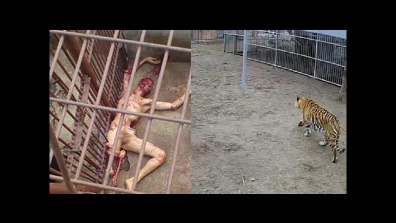 Тигр porn video – Тигр напал на пьяную школьницу в зоопарке