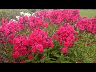 Phlox paniculata 'mary' [syn ‘miss mary’] (j verschoor, 1999)