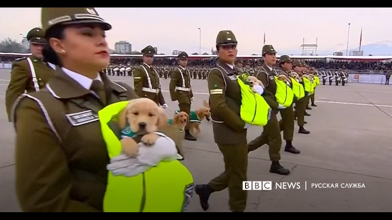 Четвероногие полицейские в чили