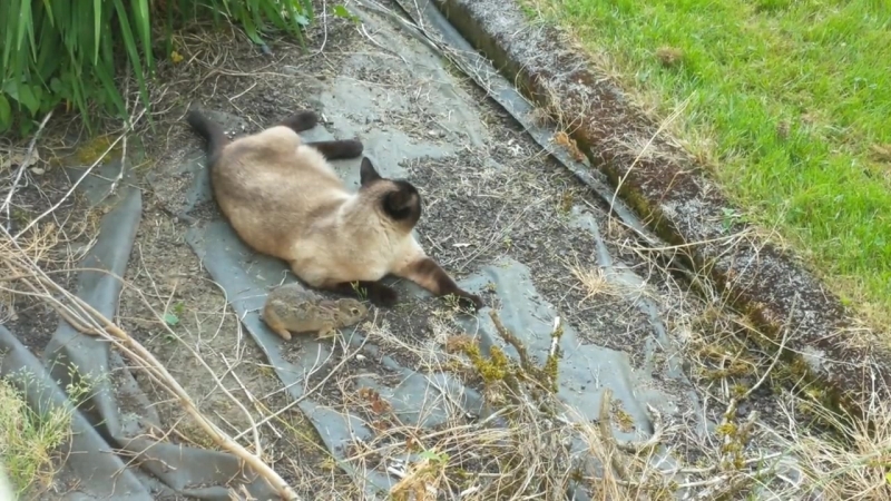Втеча кролика від кішки