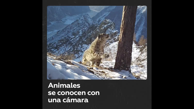 La rutina de unos animales en una reserva rusa