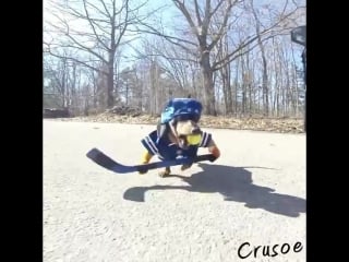 "anyone up for a little ball hockey?!?!" crusoe the celebrity dachshund