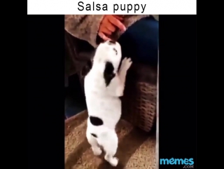 Бульдожка танцует сальсу