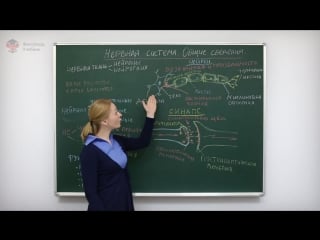 Анатомия и физиология человека нервная система общие сведения центр онлайн обучения «фоксфорд»