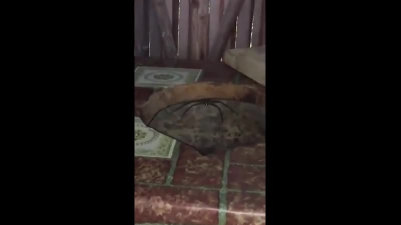 Сюрприз в деревенском туалете