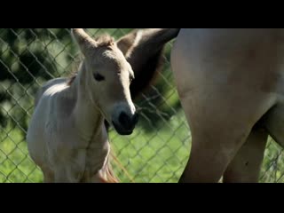 Endangered horse birth breakthrough