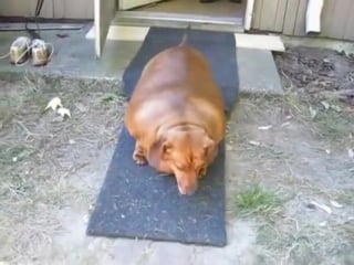 Очень жирная молодые, брюхом чертет fattest dog in the world