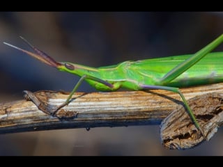 Саранча съедобная акрида edible locusts akrida