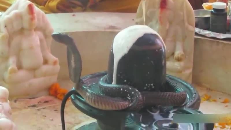 Real snake on shiva lingam abhishekam