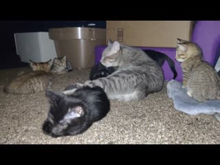 Couldn't find the kittens i'm fostering anywhere, discovered this precious scene taking place under my bed my male cat ghibli h