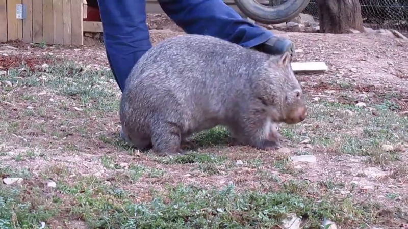 Забавный вомбат