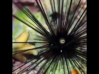 Green aquascape p 2440568531912587609 1 2440568531912587609 mp4