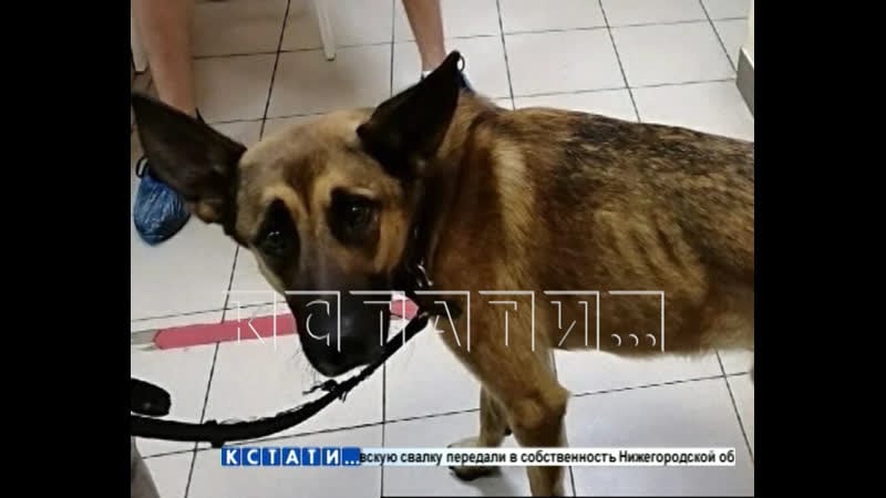 Собачье дело нижегородка отдала питомца на лечение, а назад забирает с боем