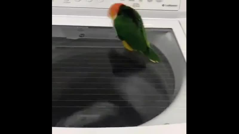 Попуг и стиралка (vhs video)