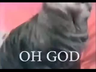 Ёбанный рот этих coub'ов