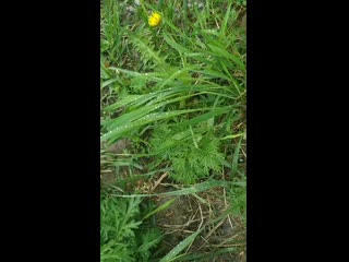 Vid 20200605 114020 mp4