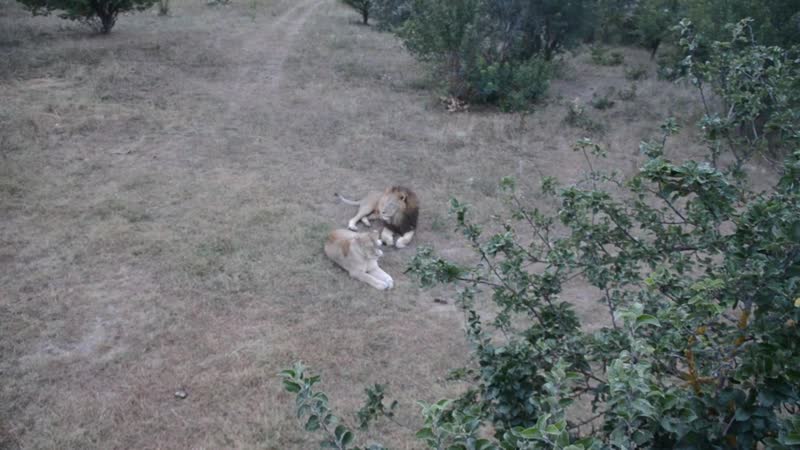 Две львицы подружки стерва и степашка загуляли