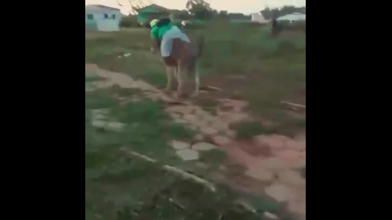 Оседлал, дикого мустанга!!!