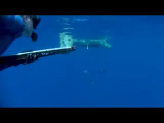 Spearfishing dorado mahi mahi madness (underwater ally adventures)