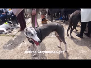 Грейхаунд reasons to get a greyhound