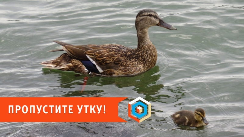 Пропустите утку! простые правила, которые спасают жизнь птицам