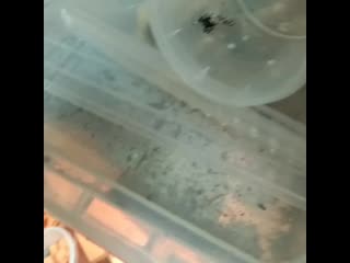 Phidippus regius hunting