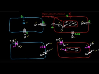 Восстановления градиентов концентрации в клетках сердца