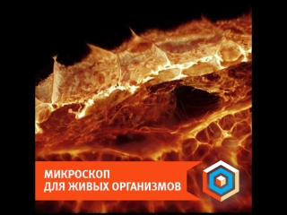 Микроскоп для живых организмов