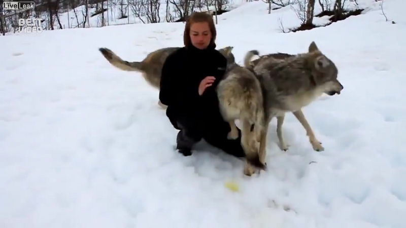 Эта девушка вырастила щенков волчат через 18 года они вновь встретились, в дикой природе