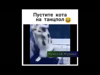 Пустите кота на танцпол