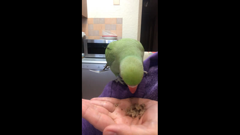 Киви очень любит гречку!