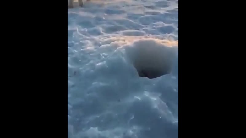 Наглый песец