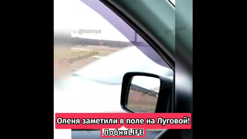 Олень porn video – На луговой был замечен олень