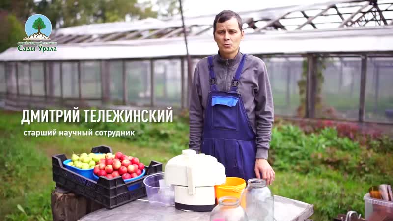 Опыт садовода заготавливаем сок