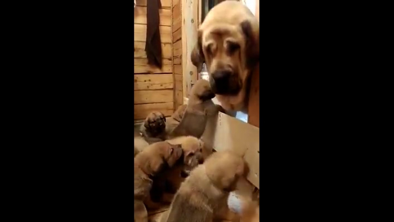 Мимишные щенки в обнимку с мамой