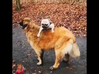 Всю шубку рыжику попачкал