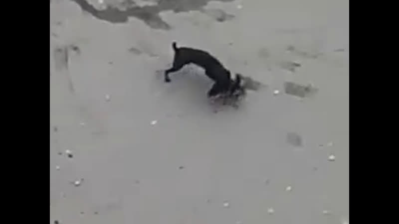 Питбуль загрыз молодые