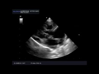 Vsd and mitral stenosis and ti in a cat vsd en mitralis stenose en ti bij een kat