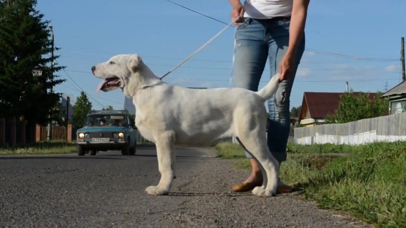 Таёжный талисман каракюз забира