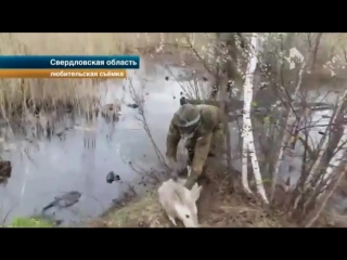 Любители страйкбола сняли на видео чудесное спасение косули из болота