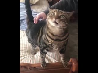 When you summon the genie real good