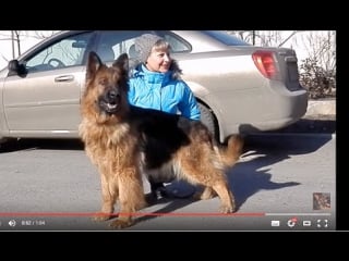 Шикарная длинношерстная немецкая овчарка gorgeous long haired german