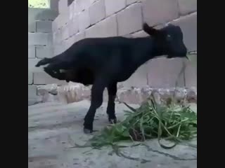 Козленок родился без задних ног (vhs video)