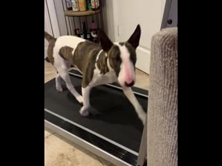 Luna and storm mini bulls 20200416 1 mp4