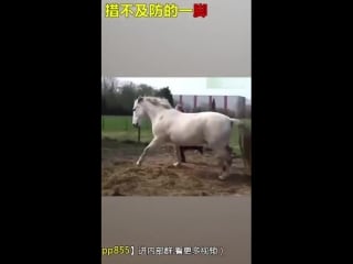 Не бей копытом!