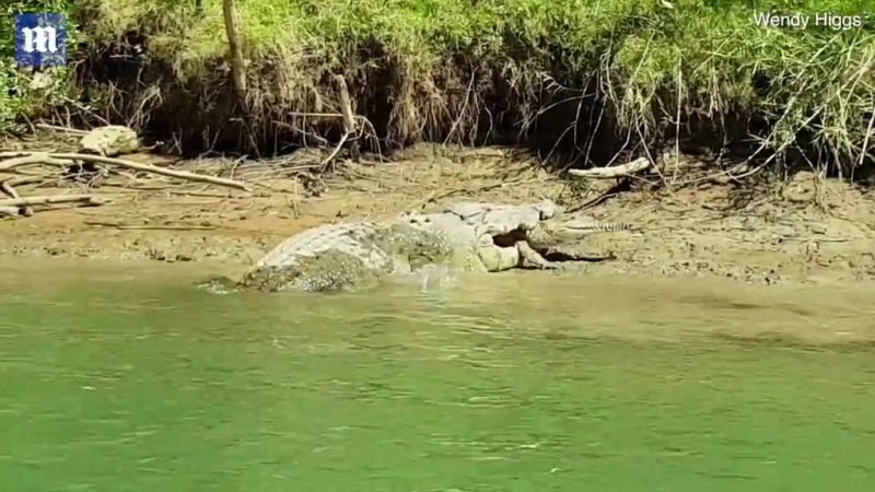 Огромный крокодил сожрал собрата перед камерой