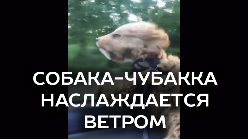 Молодые чубакка наслаждается ветром