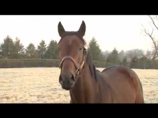 Darley 2016 kentucky derby winner